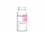 Ovocyte+